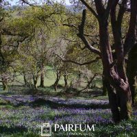 Bluebells In Autumn Bluebells In Autumn