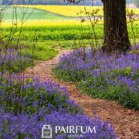 Bluebells Leading To A Meadow Bluebells Leading To A Meadow