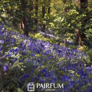 Bluebells On A Hill Bluebells On A Hill