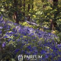 Bluebells On A Hill Bluebells On A Hill