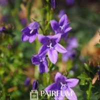Bluebells On A Stem Bluebells On A Stem