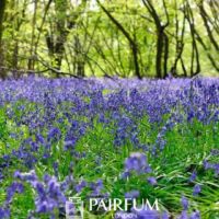 Bluebells On The Ground Bluebells On The Ground