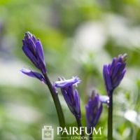 Bluebells Soon To Bloom Bluebells Soon To Bloom