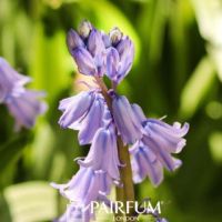 Bluebells With Blurred Background Bluebells With Blurred Background