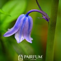 Bold Bluebell On A Stem Bold Bluebell On A Stem