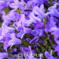 Bold Bluebells Bold Bluebells