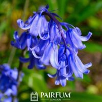 Bright Blue Bluebell Bright Blue Bluebell