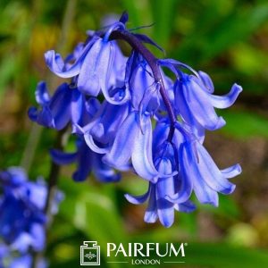 Bright Blue Bluebell Bright Blue Bluebell