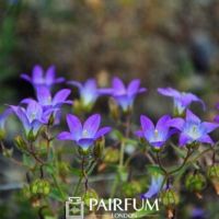 Bright Bluebells Facing Upwards Bright Bluebells Facing Upwards