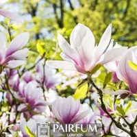 MAGNOLIAS BLOOMING IN NATURE 1 MAGNOLIAS BLOOMING IN NATURE 1
