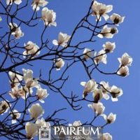 MAGNOLIAS IN BLOOM AGAINST THE SKY 1 MAGNOLIAS IN BLOOM AGAINST THE SKY 1