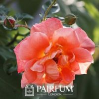 PERFUME TREND BRIGHT PINK ROSE PERFUME TREND BRIGHT PINK ROSE