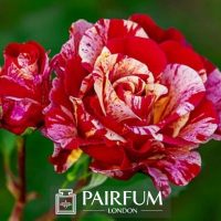 PERFUME TREND BRIGHT RED AND PINK FLOWER PERFUME TREND BRIGHT RED AND PINK FLOWER