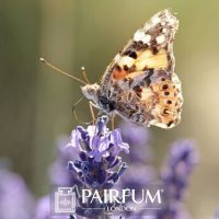 PERFUME TREND BUTTERFLY ON LAVENDER FLOWER PERFUME TREND BUTTERFLY ON LAVENDER FLOWER