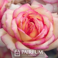 PERFUME TREND CLOSE PINK FLOWER PERFUME TREND CLOSE PINK FLOWER