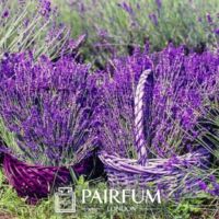 PERFUME TREND LAVENDER BASKET PERFUME TREND LAVENDER BASKET