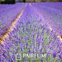 PERFUME TREND LAVENDER COLUMN PERFUME TREND LAVENDER COLUMN