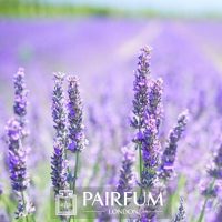 PERFUME TREND LAVENDER FIELD PERFUME TREND LAVENDER FIELD