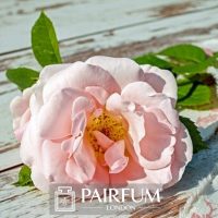 PERFUME TREND LIGHT PINK ROSE ON FLOOR PERFUME TREND LIGHT PINK ROSE ON FLOOR