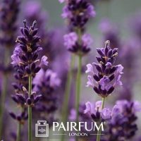 PERFUME TREND MAGNOLIA CLOSEUP PERFUME TREND MAGNOLIA CLOSEUP