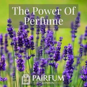 PERFUME TREND MAGNOLIA FLOWERS PERFUME TREND MAGNOLIA FLOWERS