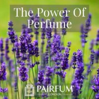 PERFUME TREND MAGNOLIA FLOWERS PERFUME TREND MAGNOLIA FLOWERS