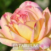 PERFUME TREND PINK ROSE FLOWER IN SUNLIGHT PERFUME TREND PINK ROSE FLOWER IN SUNLIGHT
