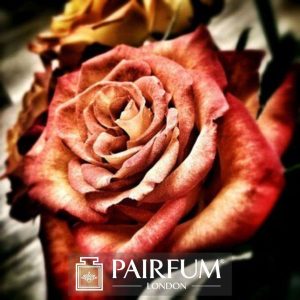 PERFUME TREND RED ROSE ARTWORK PERFUME TREND RED ROSE ARTWORK