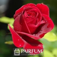 PERFUME TREND RED ROSE GREEN BACKGROUND PERFUME TREND RED ROSE GREEN BACKGROUND