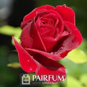 PERFUME TREND RED ROSE GREEN BACKGROUND PERFUME TREND RED ROSE GREEN BACKGROUND