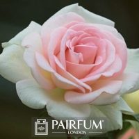PERFUME TREND ROSE FLOWER WHITE AND PINK PERFUME TREND ROSE FLOWER WHITE AND PINK