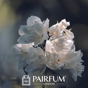 PERFUME TREND WHITE FLOWER PERFUME TREND WHITE FLOWER