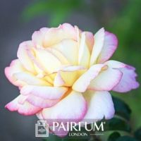 PERFUME TREND WHITE ROSE FLOWER IN SUN PERFUME TREND WHITE ROSE FLOWER IN SUN