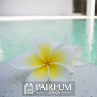 PERFUME TREND WHITE ROSE ON WATER PERFUME TREND WHITE ROSE ON WATER