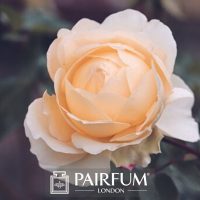 PERFUME TREND YELLOW AND PINK ROSE FLOWER PERFUME TREND YELLOW AND PINK ROSE FLOWER