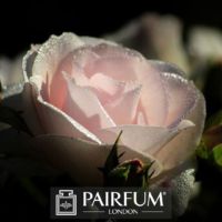 PERFUME TRENDS WHITE ROSE IN SHADE PERFUME TRENDS WHITE ROSE IN SHADE