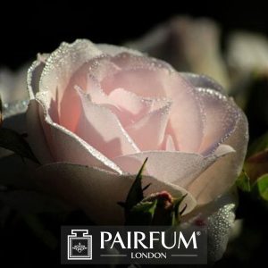 PERFUME TRENDS WHITE ROSE IN SHADE PERFUME TRENDS WHITE ROSE IN SHADE