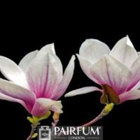 PINK AND WHITE MAGNOLIA BLACK BACKGROUND 1 PINK AND WHITE MAGNOLIA BLACK BACKGROUND 1