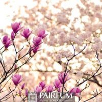 PINK AND WHITE MAGNOLIA PLANT 1 PINK AND WHITE MAGNOLIA PLANT 1