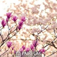 PINK AND WHITE MAGNOLIA PLANT 1 PINK AND WHITE MAGNOLIA PLANT 1