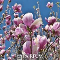 PINK MAGNOLIA AND THE SKY