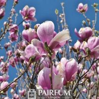 PINK MAGNOLIA AND THE SKY 1 PINK MAGNOLIA AND THE SKY 1