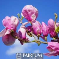PINK MAGNOLIA BRANCH 1 PINK MAGNOLIA BRANCH 1