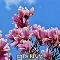PINK MAGNOLIA FLOWER 1 PINK MAGNOLIA FLOWER 1