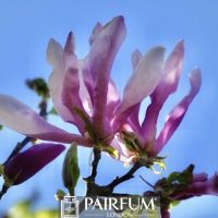 PINK MAGNOLIA FLOWER AGAINST THE SKY 1 PINK MAGNOLIA FLOWER AGAINST THE SKY 1