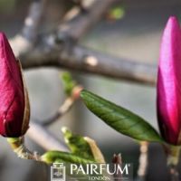 PINK MAGNOLIA FLOWER BUDS 1 PINK MAGNOLIA FLOWER BUDS 1
