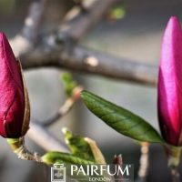 PINK MAGNOLIA FLOWER BUDS 1 PINK MAGNOLIA FLOWER BUDS 1