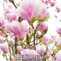 PINK MAGNOLIA FLOWER PLANT 1 PINK MAGNOLIA FLOWER PLANT 1