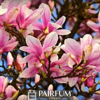 PINK MAGNOLIA FLOWERS 1 PINK MAGNOLIA FLOWERS 1