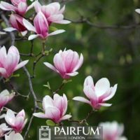 PINK MAGNOLIA FLOWERS AGAINST GREEN BACKGROUND 1 PINK MAGNOLIA FLOWERS AGAINST GREEN BACKGROUND 1